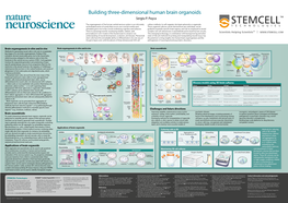 Building Three-Dimensional Human Brain Organoids Sergiu P