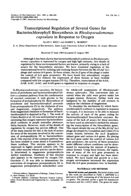 Bacteriochlorophyll Biosynthesis in Rhodopseudomonas Capsulata in Response to Oxygen