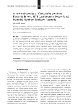 A New Subspecies of Candalides Geminus Edwards & Kerr, 1978