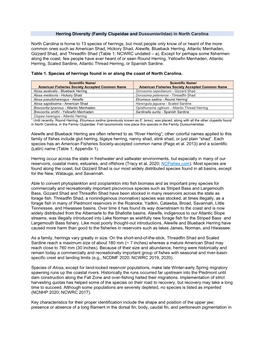 Herring Diversity (Family Clupeidae and Dussumieriidae) in North Carolina