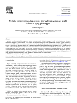 Cellular Senescence and Apoptosis: How Cellular Responses Might Influence Aging Phenotypes