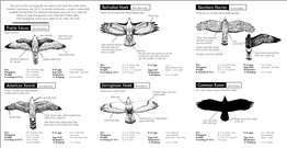 Raptor Identification Guide Usually Soars for Long Periods Without Flapping Wings for Birds Commonly Seen in the Dark Brown Wings and Body