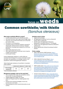 Common Sowthistle/Milk Thistle (Sonchus Oleraceus)