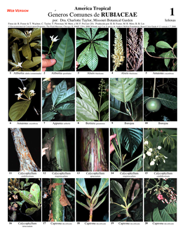 Géneros Comunes De RUBIACEAE 1 Por: Dra