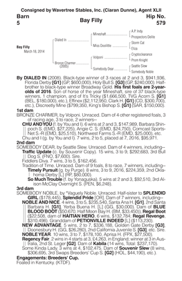 Bay Filly Barn 5 Hip No