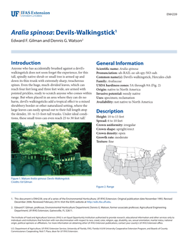 Aralia Spinosa: Devils-Walkingstick1 Edward F