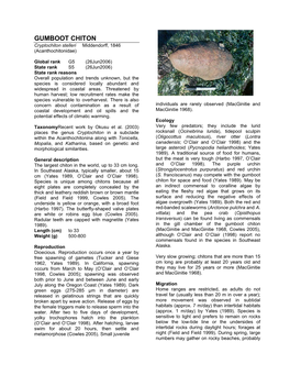 GUMBOOT CHITON Cryptochiton Stelleri Middendorff, 1846 (Acanthochitonidae)