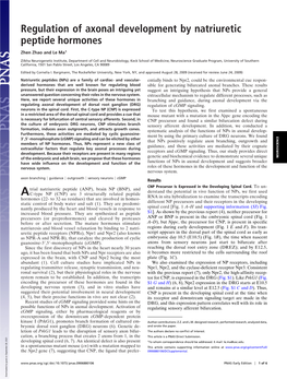 Regulation of Axonal Development by Natriuretic Peptide Hormones