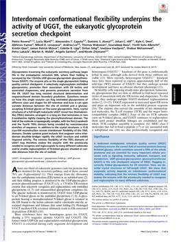 Interdomain Conformational Flexibility Underpins the Activity of UGGT, the Eukaryotic Glycoprotein Secretion Checkpoint