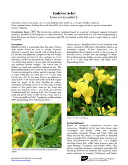 Birdsfoot Trefoil Lotus Corniculatus L