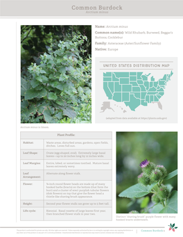 Common Burdock Arctium Minus