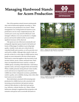 Managing Hardwood Stands for Acorn Production