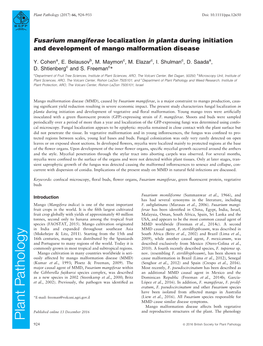 Fusarium Mangiferae Localization in Planta During Initiation and Development of Mango Malformation Disease