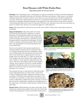 Root Diseases with White Pocket Rots Big White Pocket Rot and Red Root Rot