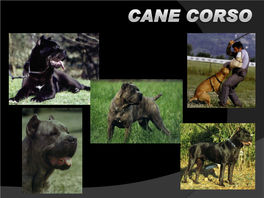 Cane Corso Is an Ancient Italian Breed, Medium to Large Sized Molossoid