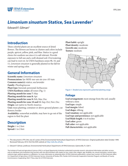 Limonium Sinuatum Statice, Sea Lavender1 Edward F