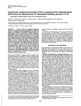 Genetically Engineered Mutant of the Cyanobacterium Synechocystis