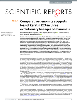 Comparative Genomics Suggests Loss of Keratin K24 in Three Evolutionary