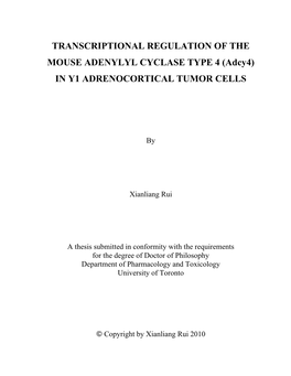 (Adcy4) in Y1 ADRENOCORTICAL TUMOR CELLS