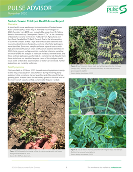 Saskatchewan Chickpea Health Issue Report