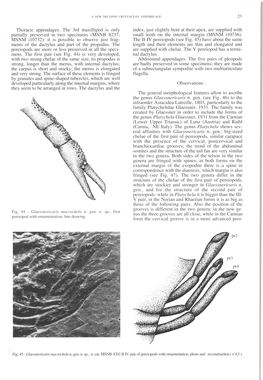 Thoracic Appendages. the 3Rd Maxilliped Is Only Partially