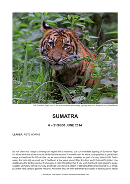 Sumatran Tiger - One of the Most Incredible and Unlikely Sightings Ever on a Birdquest Tour! (Pete Morris)