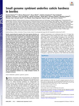 Small Genome Symbiont Underlies Cuticle Hardness in Beetles