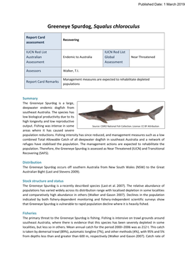 Greeneye Spurdog, Squalus Chloroculus