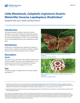 Little Metalmark, Calephelis Virginiensis (Guérin- Ménéville) (Insecta: Lepidoptera: Riodinidae)1 Donald W