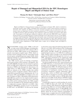 Repair of Damaged and Mismatched DNA by the XPC Homologues Rhp41 and Rhp42 of Fission Yeast