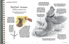 Ruffed Grouse Seek NATURE NOTEBOOK Shelter in Deep Snowdrifts During Harsh Winter Weather