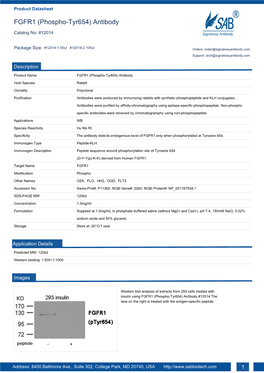 FGFR1 (Phospho-Tyr654) Antibody