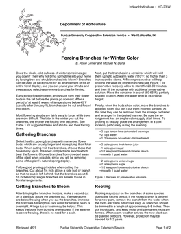 Forcing Branches for Winter Color B