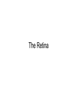The Retina the Retina the Pigment Layer Contains Melanin That Prevents Light Reflection Throughout the Globe of the Eye