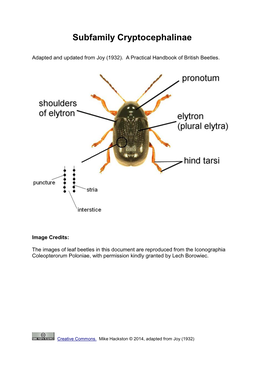 Subfamily Cryptocephalinae