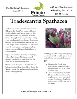 Tradescantia Spathacea Moses in the Cradle Tradescantia Spathacea Commonly Known As “Moses in the Cradle” Are Native to Mexico, the West Indies and Central America