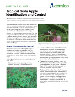 Tropical Soda Apple Identification and Control ► This Invasive Plant Can Greatly Reduce Forage Productivity