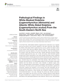 Lagenorhynchus Albirostris) and Atlantic White-Sided Dolphins (Lagenorhynchus Acutus) from the South-Eastern North Sea