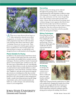 Harvesting and Drying Flowers