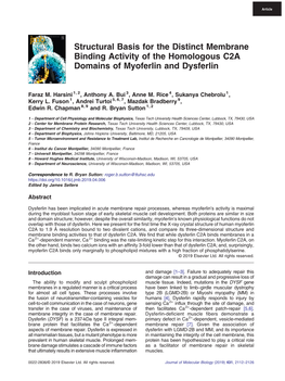 Structural Basis for the Distinct Membrane Binding Activity of the Homologous C2A Domains of Myoferlin and Dysferlin