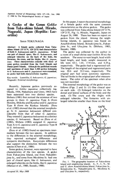 A Gecko of the Genus Gekko from Taka-Shima Island