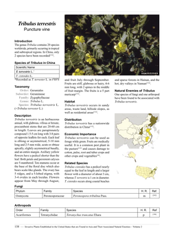 Tribulus Terrestris Puncture Vine