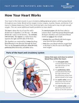 How Your Heart Works