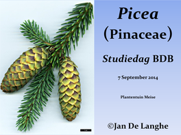 Picea Likiangensis Var