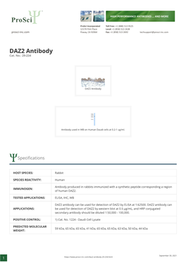 DAZ2 Antibody Cat