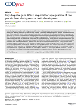 Polyubiquitin Gene Ubb Is Required for Upregulation of Piwi Protein Level During Mouse Testis Development