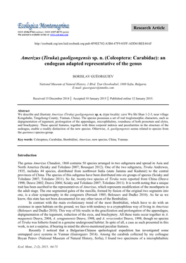 Amerizus (Tiruka) Gaoligongensis Sp. N. (Coleoptera: Carabidae): An