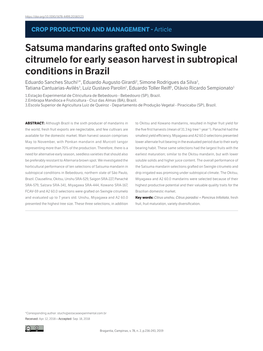 Satsuma Mandarins Grafted Onto Swingle Citrumelo for Early Season