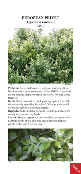 EUROPEAN PRIVET [Ligustrum Vulare L.] LIVU