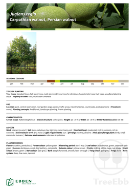 Juglans Regiaregia Carpathiancarpathian Walnut,Walnut, Persianpersian Walnutwalnut